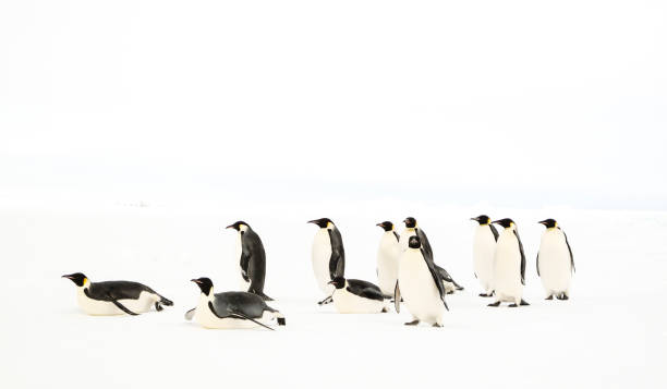 A group of emperor penguins stock photo
