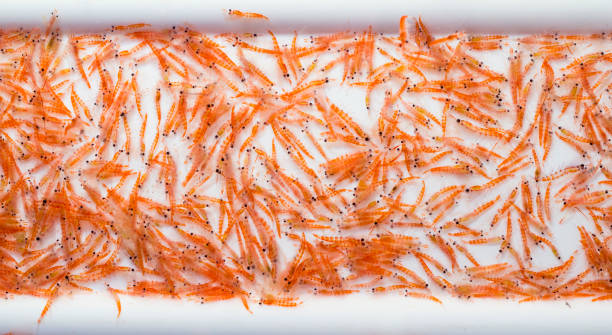 Antarctic Krill stock photo