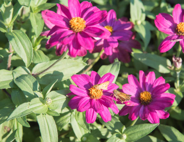 istock Hot Pink Flowers with Moth 1095756476