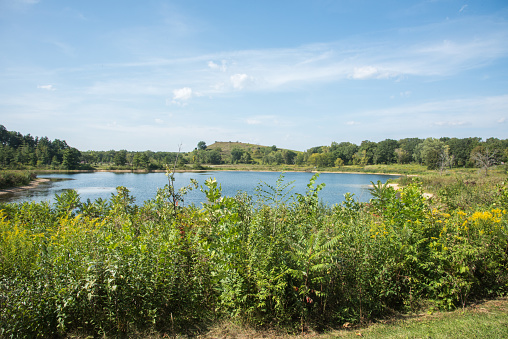 Natural grasses with wildflowers on the waterfront with forest view at McDowell Grove Forest Preserve in Naperville, Illinois