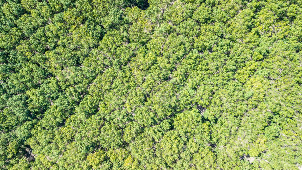 istock Background  green tree rubber plantation 1095759446