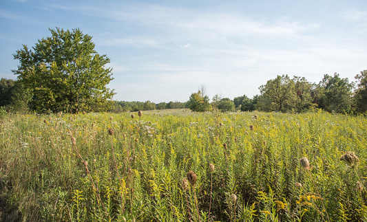 Peaceful prairie landscape with tall grasses, wildflowers and woodland growth at McDowell Grover Forest Preserve in Naperville, Illinois