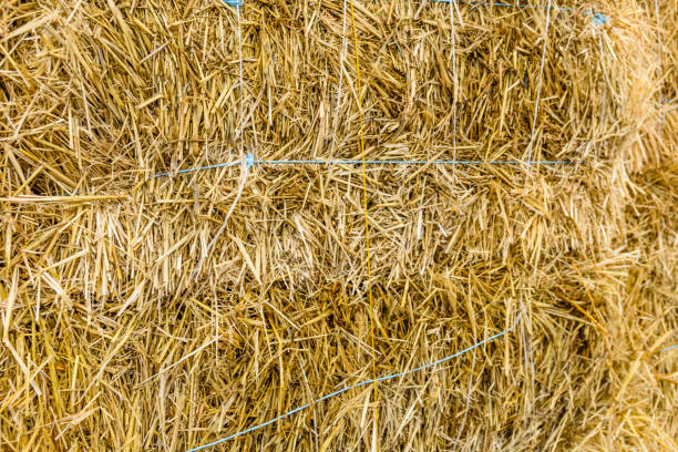 istock Texture of the dry hay for the background 1095775854