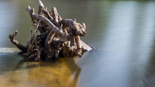 istock Beautiful long exposure landscape in a nature reserve during a windy winters day 1095788464