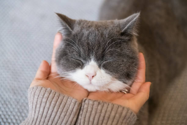 istock Holding the kitten's head in both hands. 1095796958