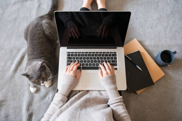 istock The cat works with the owner. 1095797316