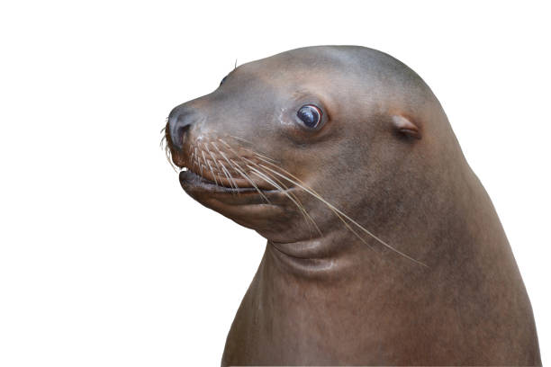 istock California Sea Lions 1095800104