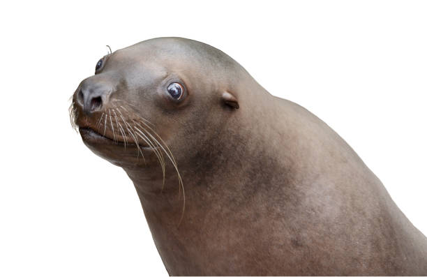 istock California Sea Lions 1095800110