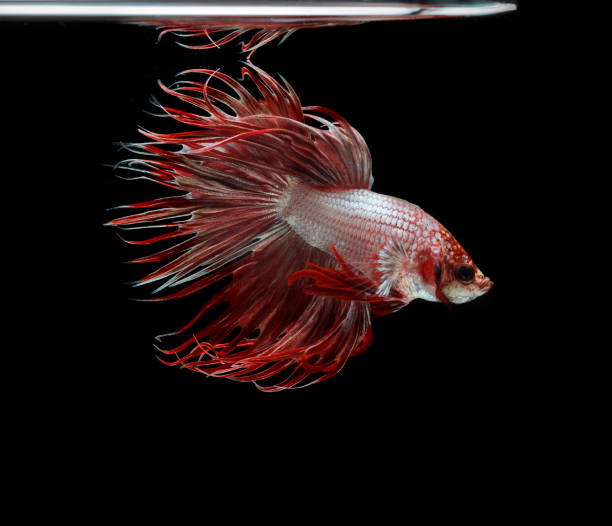 Siamese fighting fish ,Crowntail, red fish on a black background, Halfmoon Betta. Siamese fighting fish ,Crowntail, red fish on a black background, Halfmoon Betta. betta crowntail stock pictures, royalty-free photos & images