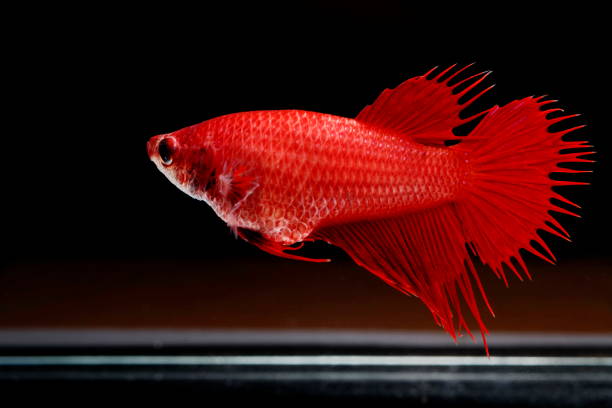 Siamese fighting fish ,Crowntail, red fish on a black background, Halfmoon Betta. Siamese fighting fish ,Crowntail, red fish on a black background, Halfmoon Betta. betta crowntail stock pictures, royalty-free photos & images