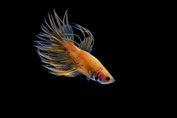 Siamese fighting fish ,Crowntail, yellew fish on a black background, Halfmoon Betta. Siamese fighting fish ,Crowntail, yellew fish on a black background, Halfmoon Betta. betta crowntail stock pictures, royalty-free photos & images