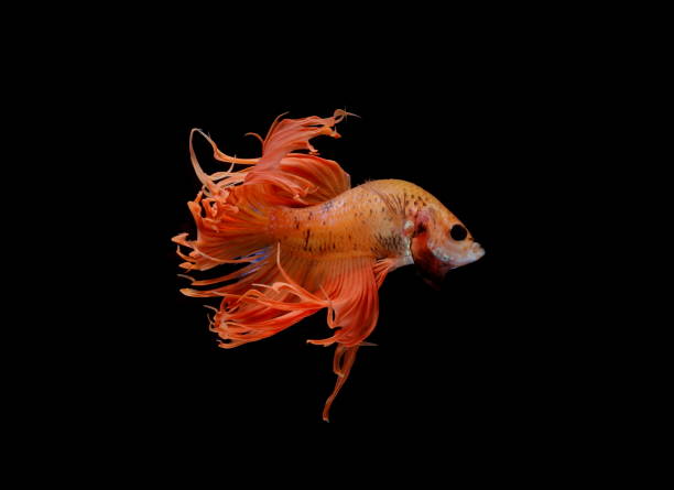 istock Siamese fighting fish ,Crowntail, yellew fish on a black background, Halfmoon Betta. 1095800476