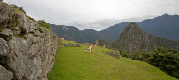 Llama feeding and grazing at Machu Picchu in Peru South America