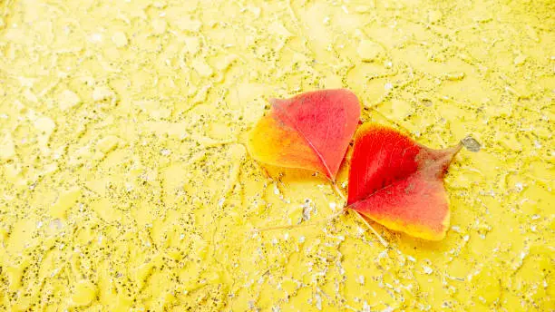 The Maple varicolored autumn leaves on the wooden background