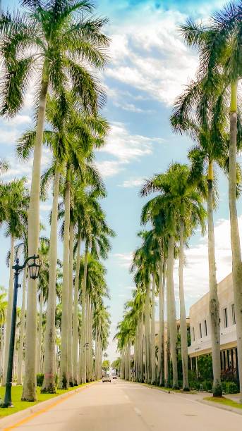 ヤシの木が並ぶ通り - disappearing nature vertical florida ストックフォトと画像