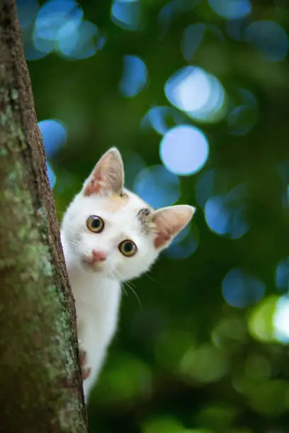 Cute White Kitten Cat on the tree doing peek a boo with nice bokeh background