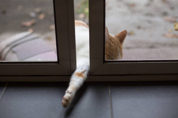 Orange cat opening the door. She want to go inside stock photo