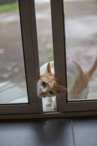 Cat want to come inside the house using her head to open the net door.
