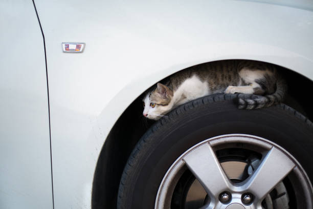 Homeless Stray cat hiding in car wheel looking for something. stock photo