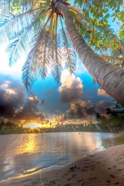 istock paradise Beach with palm tree in Brazil 1095810212