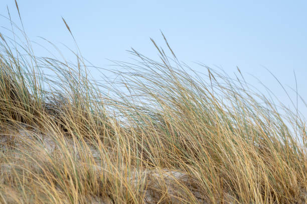 istock Dune landscape on the island Helgoland 1095812468