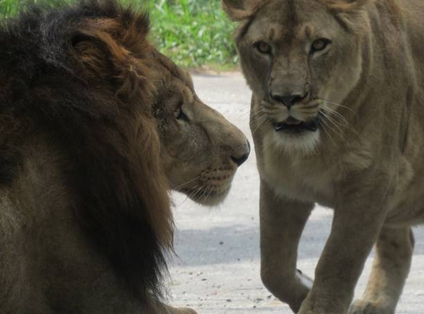 istock Safari park Bangalore 1095814986