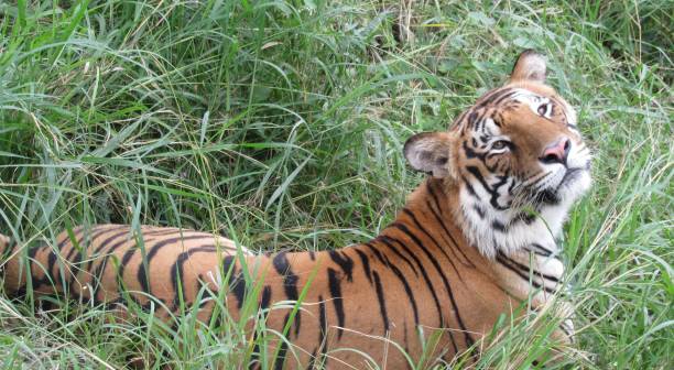istock Safari park Bangalore 1095815064