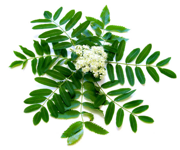 istock white Rowan flowers and fresh leaves, juniper stand under a hot isolated 1095817468