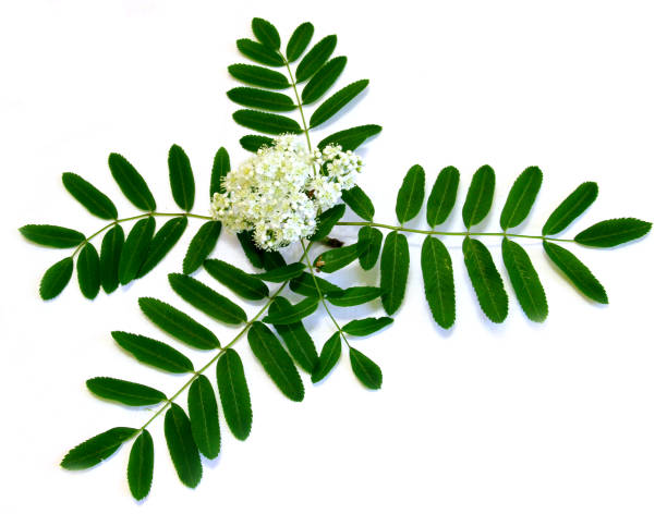 istock white Rowan flowers and fresh leaves, juniper stand under a hot isolated 1095817522