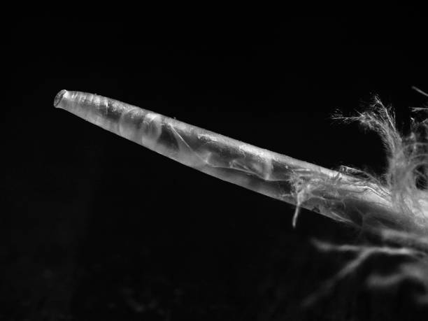 istock Keel of a bird feather, Kiel einer Vogelfeder 1095821762