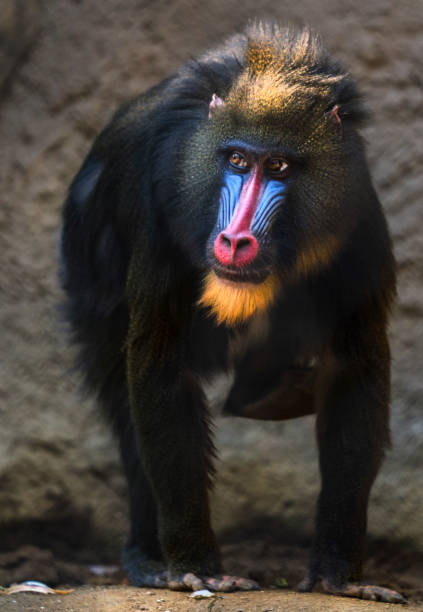 This is an epic image of a wild mandrill monkey walking towards the viewer