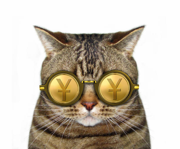 istock Cat in gold yuan glasses 1095827070