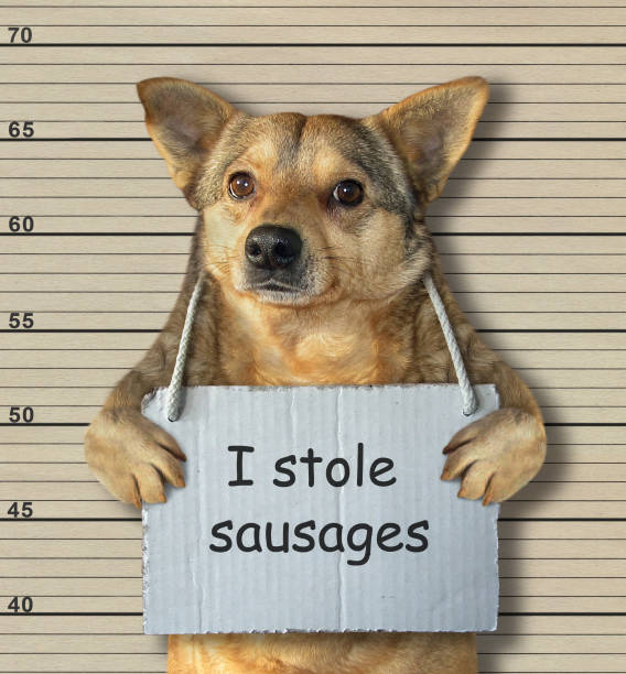 istock Bad dog stole some sausages 1095827114