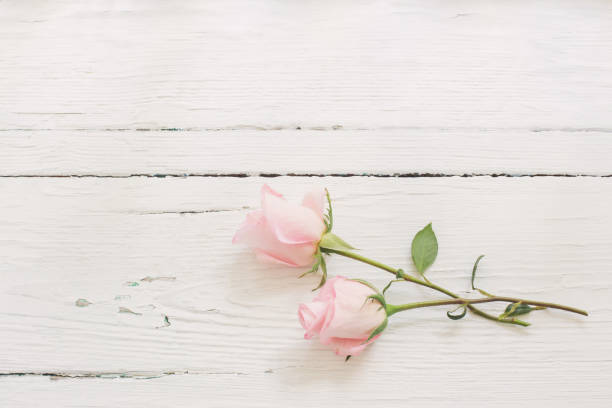 istock pink roses on white wooden background 1095827174