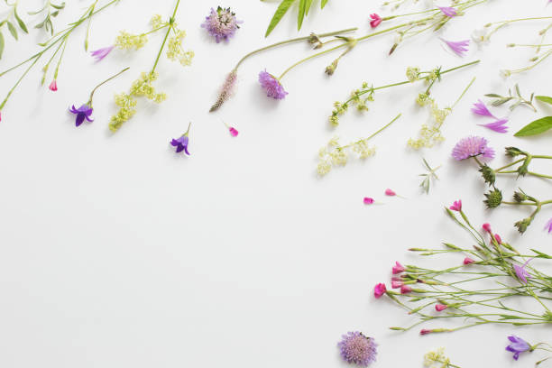 istock summer flowers on white paper background 1095827178