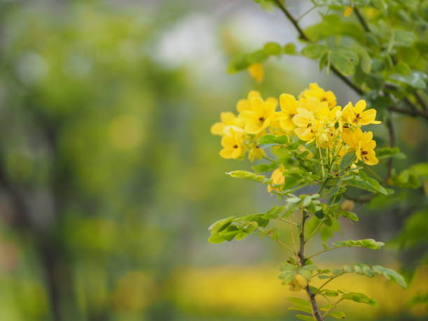 istock yellow flower bouquet in the park 1095829066