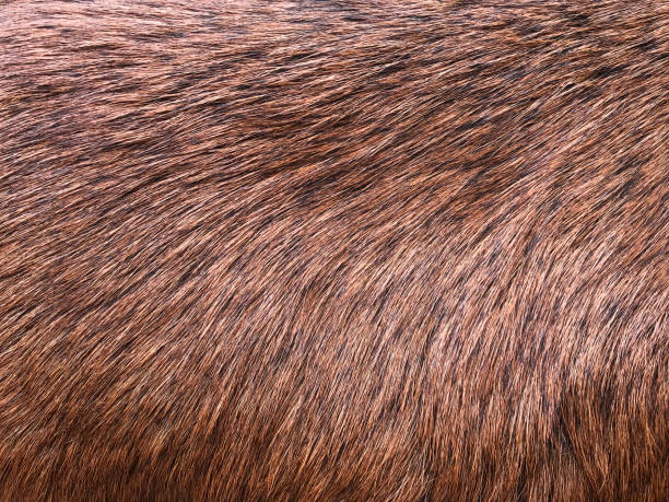 istock Close-up of brown goat fur 1095831054