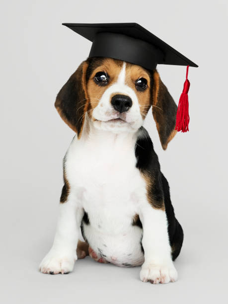 mignon chiots beagle dans un chapeau de graduation - dog graduation hat school photos et images de collection