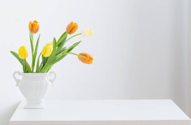 istock yellow tulips on white background 1095835756