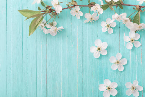 istock spring flowers on blue wooden background 1095835800