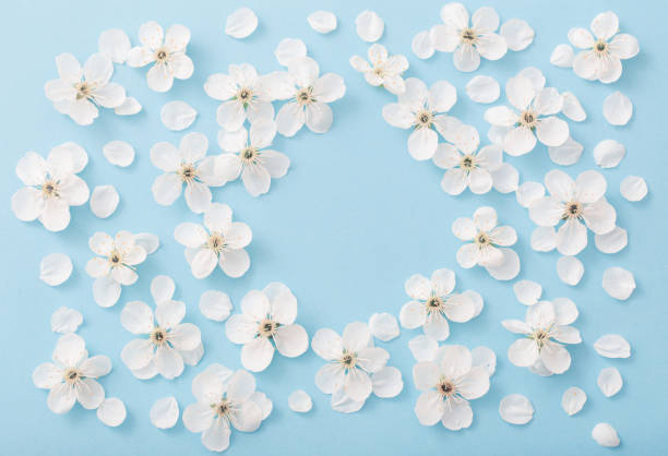 istock cherry flowers on paper background 1095835808
