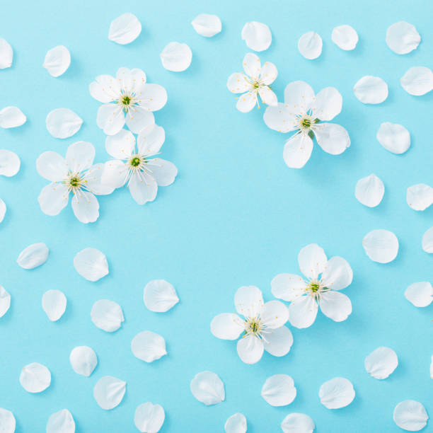 istock cherry flowers on paper background 1095835812