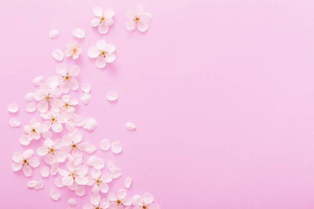 istock cherry flowers on paper background 1095835844