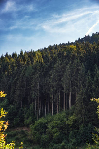 istock Summer landscape  in the Black Forest (Germany) 1095837226