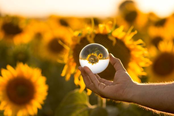istock sunflowers through crystal ball 1095840402