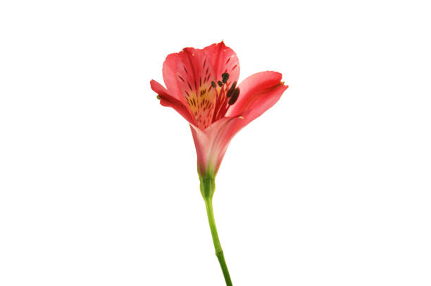 istock Alstroemeria flower on white background. 1095846266