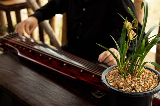 mężczyzna gra guqin - plucking an instrument zdjęcia i obrazy z banku zdjęć