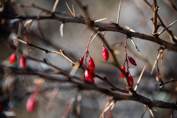 istock details of different seasons 1095862208