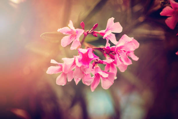 istock details of different seasons 1095863176