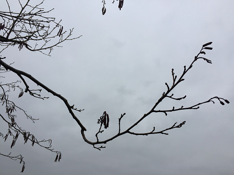 Branch in winter against a cloudy sky.